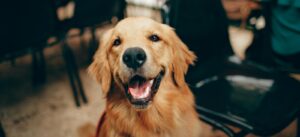 If a Dog Bites a Child, Does it Have to Be Put Down?